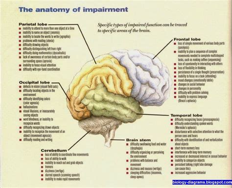 Brain Anatomy And Controling Function