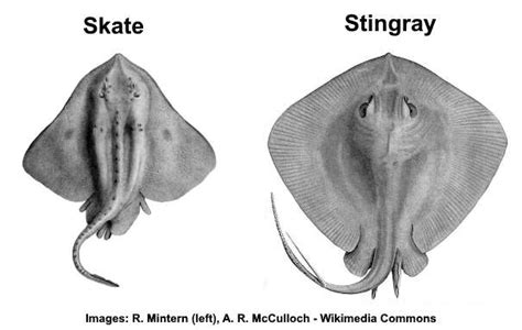 Manta Ray Vs Stingray