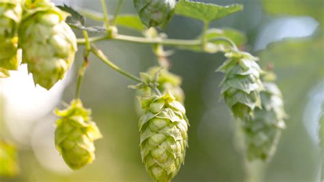 How to Grow Hops in Your Garden | USU