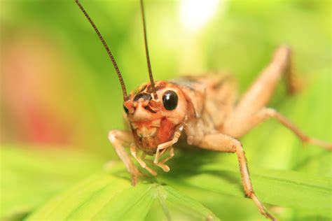 Pest of the Month: House Crickets | Long Island Pest Control