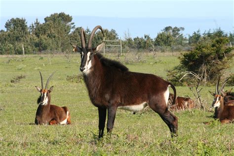 Sable Antelope — B. Bryan Preserve