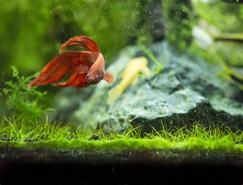 Here Are 20 of the Best 10 Gallon Betta Tank Mates