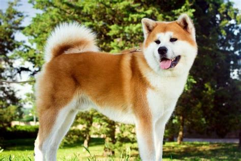 Akita — The Loyal Dog Breed from Japan | by Brandon James Bucabal | Oct ...