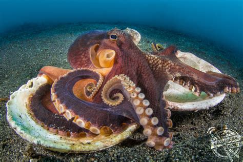 Beautiful Underwater Photos Show Octopuses on the Floor of the Pacific ...