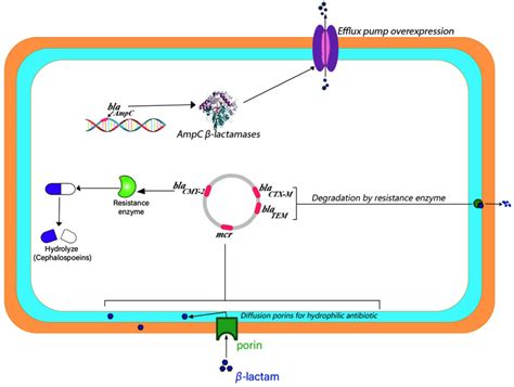 Antibiotic Resistance in Proteus mirabilis: Mechanism, Status, and ...