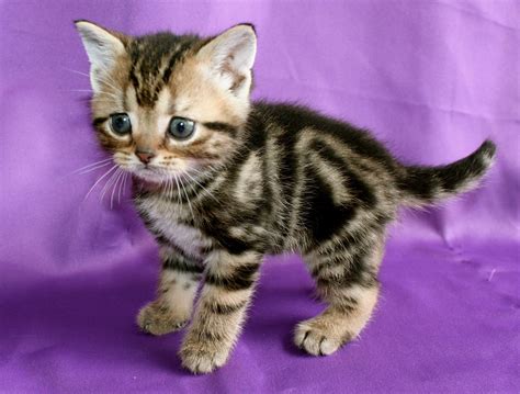 Brown Tabby American Shorthair kitten 2015 - Silver Shorthairs