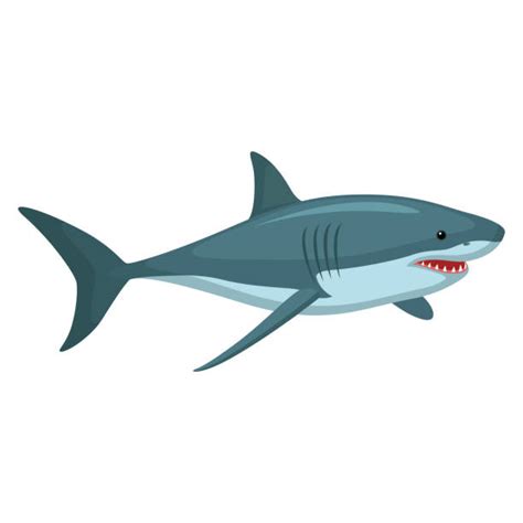 Easy Shark Clipart Images