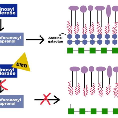 Schematic representation of RIF mechanism of action | Download ...