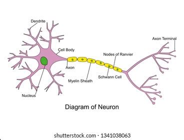 610 Neuron labeled 图片、库存照片和矢量图 | Shutterstock