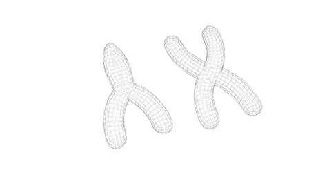 Chromosome 3D Model - TurboSquid 1857225