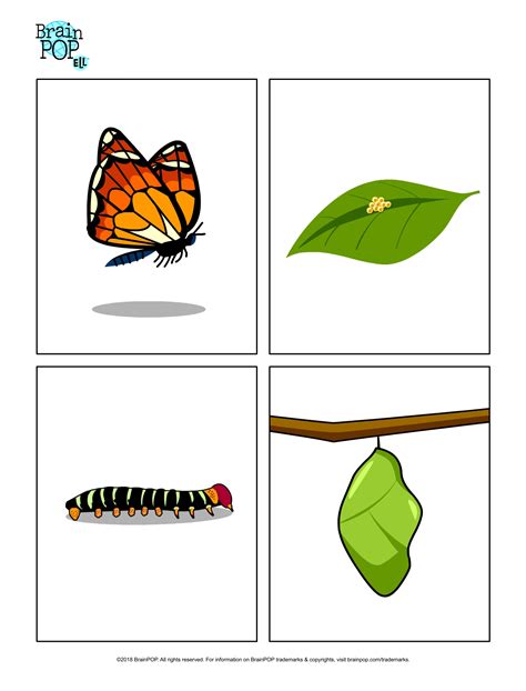 Butterfly Life Cycle Images | BrainPOP Educators