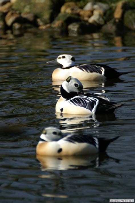 Identify types of Sea Ducks - Photos of Sea Ducks - Wildfowl Photography.