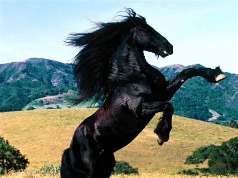 Black Horses Wallpapers - Entertainment Only