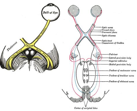 Optic Nerve Sheath Ultrasound for Detecting Increased ICP