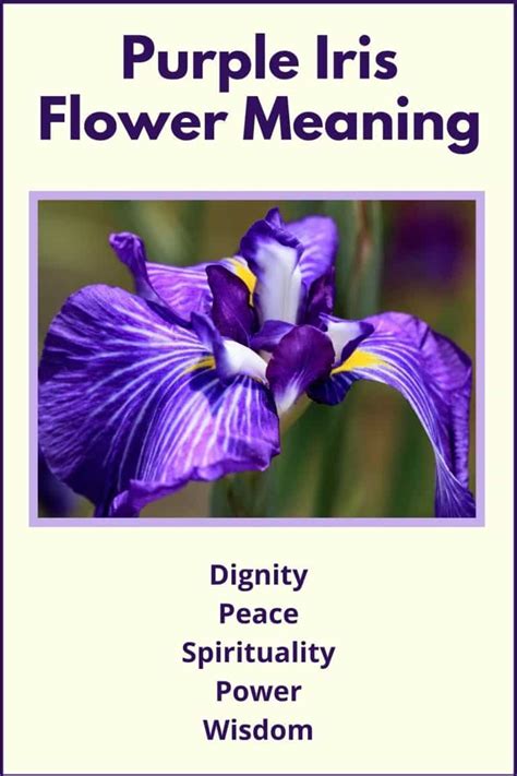 Purple Iris Meaning and Symbolism (Dignity & Peace)