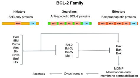 Classification of BCL-2 family proteins and their role in the ...