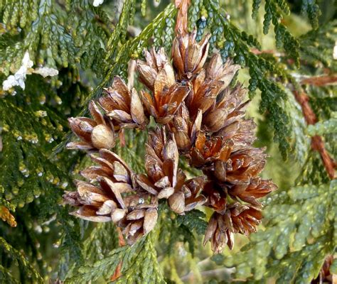 Types of Cedar Trees with Identification Guide - EatHappyProject