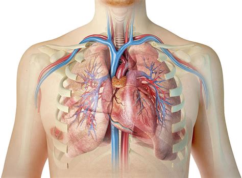 Heart And Lungs Anatomy