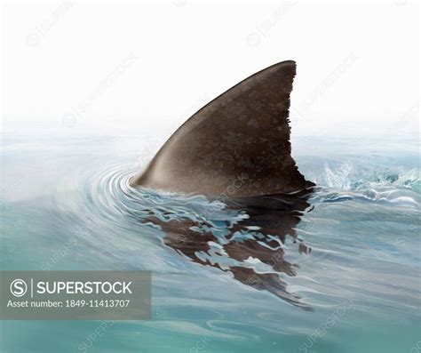 Shark fin swimming in ocean - SuperStock