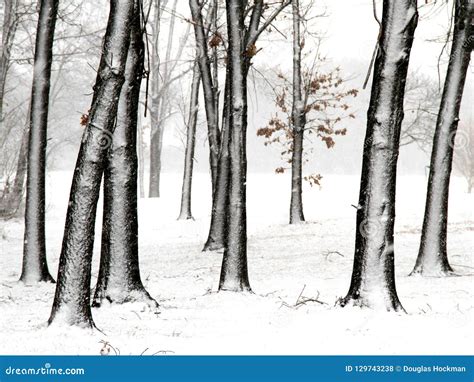 Trees in fresh snow stock photo. Image of snowy, covered - 129743238