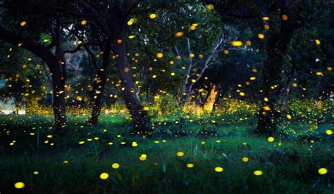 Where have all the fireflies gone? - The Week