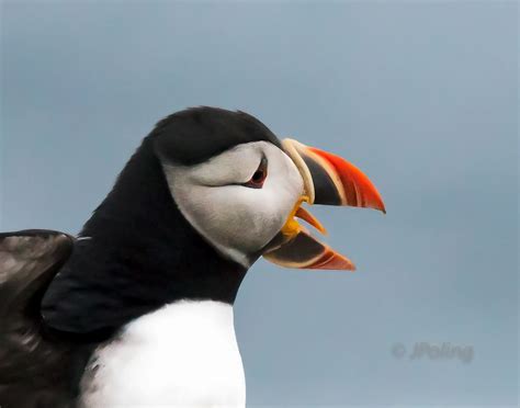 Pin by James Poling on Atlantic Puffins, 2016, Newfoundland ...