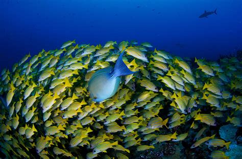 Scuba Diving in Fakarava South - TOPDIVE