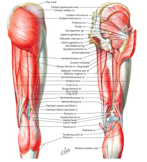 Muscle Synergies of the Hip and Pelvis — Rayner & Smale