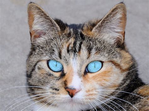 cats eyes dilated at night - Guillermina Galvez