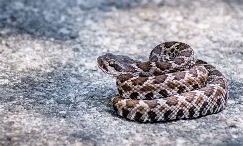 Do Baby Rattlesnakes Have Rattles?