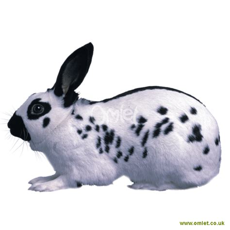 English Spot Rabbit