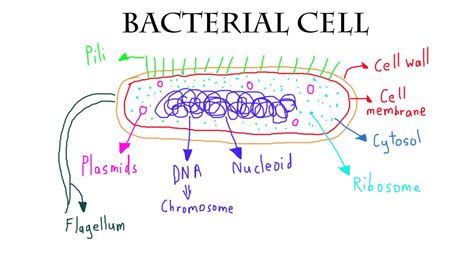 Bacterial Cell Drawing