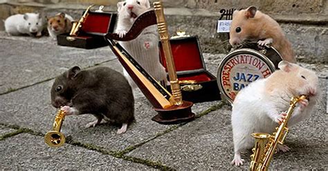 Amazing pictures of hamsters playing tiny Jazz instruments - Mirror Online