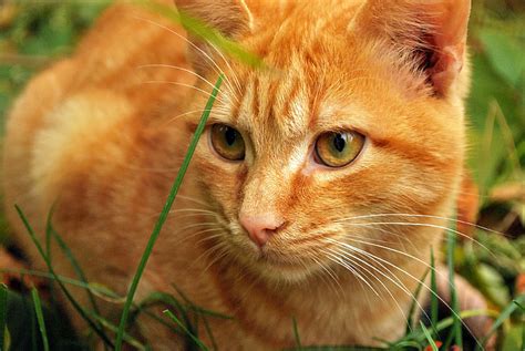 Orange tabby cat breeds - asseplant