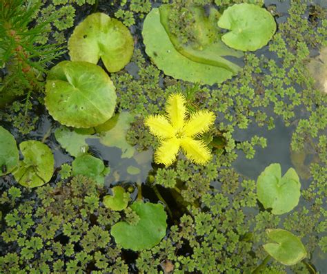 Plants in wetlands | NSW Environment and Heritage