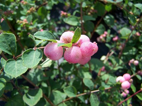 Symphoricarpos "Mother of Pearl" | Planter des fleurs, Arbuste, Plante