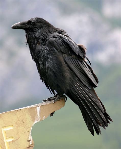 Common Raven Vs American Crow