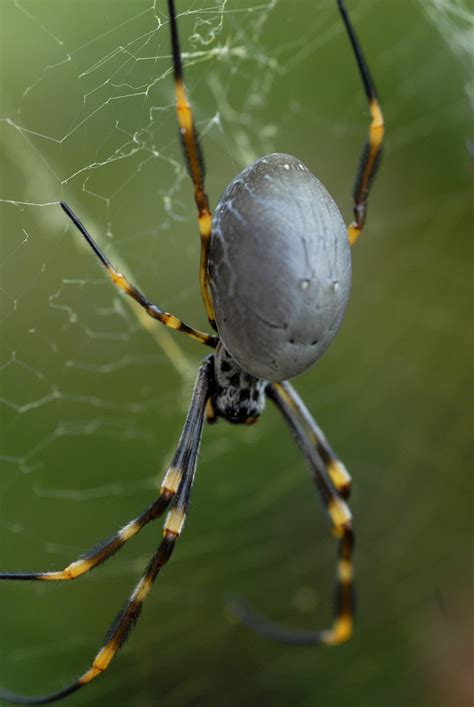 Common Garden Orb Weaver Spider Bite | Fasci Garden