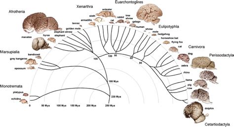 Visual : The evolution of the brain. - Infographic.tv - Number one ...