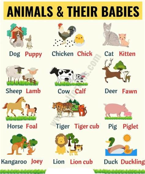 Best Common Animal Names most complete - Temal