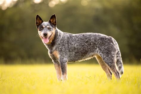 Are Blue Heelers Good Hunting Dogs