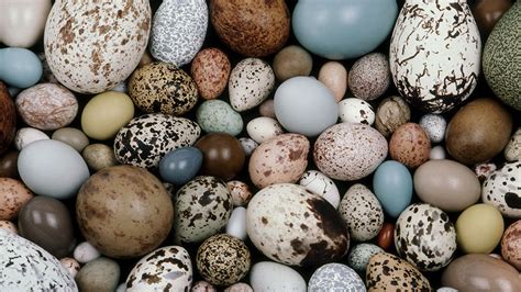 Bird eggs in cold climates are darker, which may keep eggs warm ...