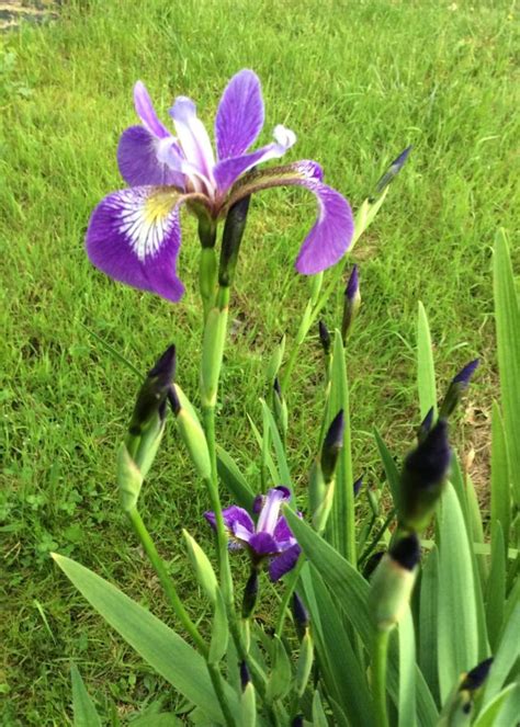 Iris versicolor Iris, Blue Flag, #1 - Behmerwald Nursery