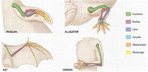 Analogous and Homologous Traits - CLADISTICS