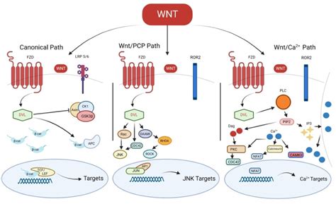 IJMS | Free Full-Text | Wnt Signaling Pathways: From Inflammation to ...