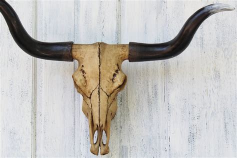 Longhorn Home Decor : CHESTERFIELD, Texas Longhorn Skull Mount Western ...