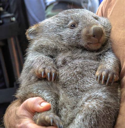 Baby Wombat: 10 Pictures and 10 Incredible Facts - A-Z Animals