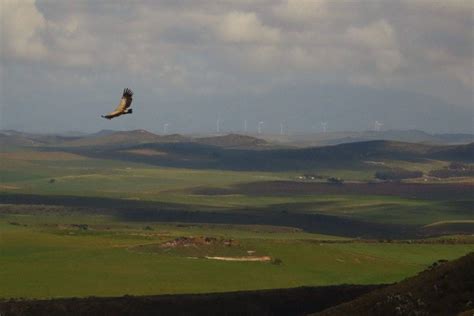 Cape vultures get a lifeline with satellite tracking programme | The ...