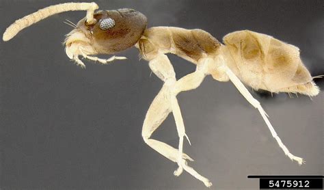 ghost ant (Tapinoma melanocephalum)