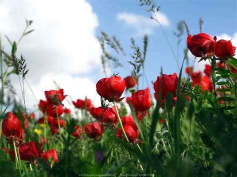 Kurdistan Flowers | KURDISTAN🌟 كوردستان | Flickr